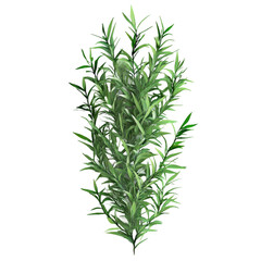 Fototapeta premium Lush Green Rosemary Plant with Vibrant Leaves Against a Transparent Background