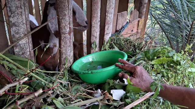 Goat Drinking Water from Green Plastic Basin Given by Farmer