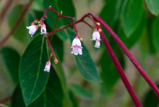 Spreading dogbane in the summer