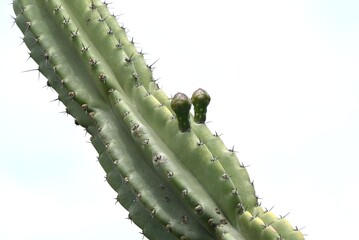 Cereus jamacaru (Queen of the night). A tropical Cactaceae plant native to South America. White...