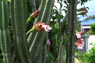 Cereus jamacaru (Queen of the night). A tropical Cactaceae plant native to South America. White...