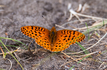 Orange fritillary butterfly in the summer