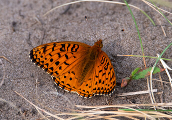 Orange fritillary butterfly in the summer