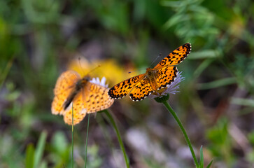 Orange fritillary butterfly in the summer