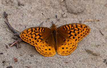 Orange fritillary butterfly in the summer