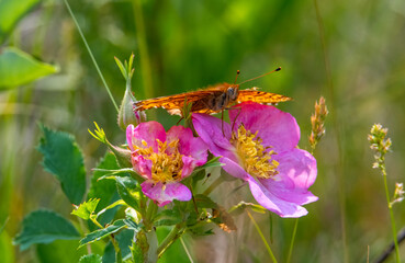 Orange fritillary butterfly in the summer