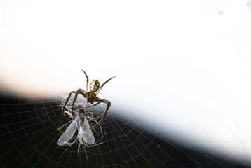 little spider hunting fly on spiderweb