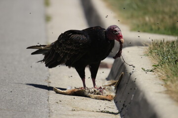 turkey vulture eating a rabbit road kill 