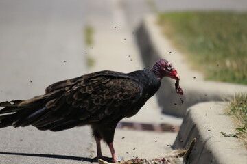 turkey vulture eating a rabbit road kill 