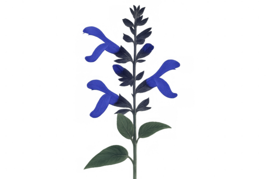 Gentian sage botanical illustration featuring deep blue blossoms, verdant foliage, floating on transparent backdrop