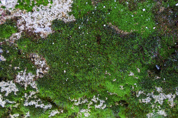 Texture of green moss on ground, closeup