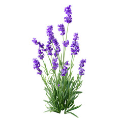 Vibrant lavender flower arrangement isolated on a dark background showcasing freshness