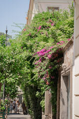Flowers on a building
