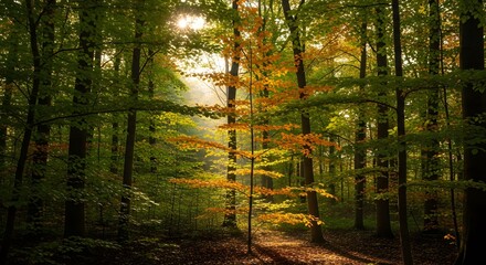 Obraz premium Autumn Forest Scene, Tranquil Landscape, Warm Light, Serene Environment, Inviting Perspective