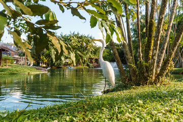 Obraz premium Mangal das Garças em Belém do Pará