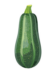Fresh Healthy Zucchini Organic Produce - Vector Illustration