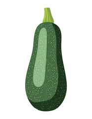 Organic Zucchini Vegetable Isolated Fresh - Vector Illustration