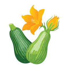 Fresh Zucchini Blossom Leaves Healthy Plant - Vector Illustration