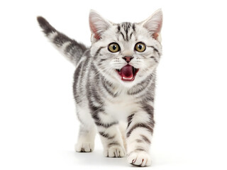 Fototapeta premium A silver tabby kitten with mouth open walking towards the viewer on a white background in studio shot