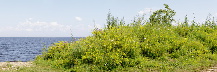 Lush green and yellow wildflowers bloom beside a calm lake under a clear summer sky, capturing peaceful natural beauty.