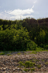 Obraz premium Rocky riverbank with scattered grass patches and lush green shrubs, leading up to a sunlit hill under a bright, partly cloudy sky.