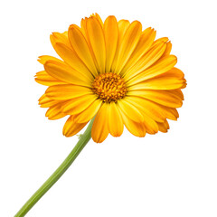 yellow flower isolated on white