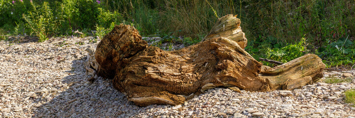 Large weathered tree stump with cracked bark lies on a sunlit, pebbled shoreline, surrounded by tall grass and greenery.