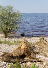 Large weathered driftwood stump lies on a stony beach beside a calm lake, with a tree and small plants nearby.