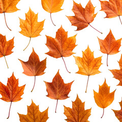 Obraz premium autumn maple leaves