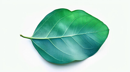 Obraz premium Vibrant green leaf close-up natural setting botanical photography calm environment aesthetic viewpoint nature concept