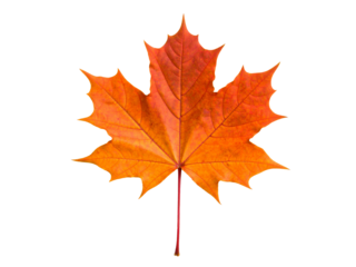 Vividly orange sugar maple leaf against white background, ideal for autumn themed designs, nature themed graphics, and seasonal decorations.
