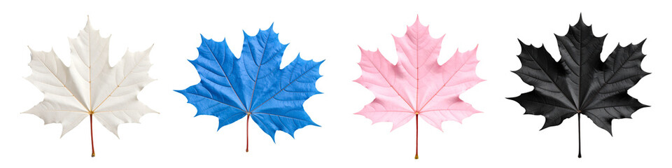 Fototapeta premium Four vibrant maple leaves in white, blue, pink, and black, suitable for autumn designs, nature backgrounds, seasonal concepts, and more.