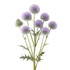 thistle flower isolated on white