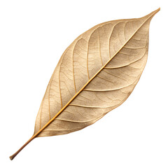 leaf isolated on white background