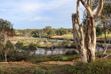 eucalyptus tree on werribee riverbank overlooking grasslands