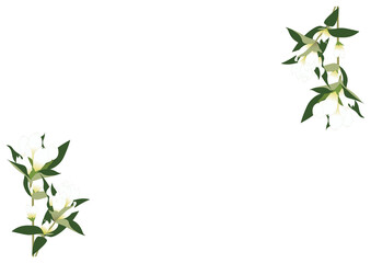 Obraz premium リンドウ白フレーム