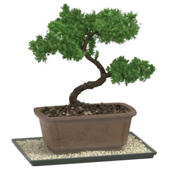 A small, elegantly shaped bonsai tree in a decorative pot, showcasing meticulous care and artistry in plant cultivation.