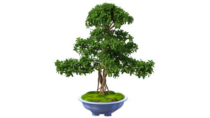 A lush bonsai tree in a decorative pot, showcasing the art of miniature gardening and nature's beauty.