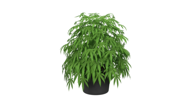 A lush green potted plant with slender leaves, commonly associated with herbal uses.