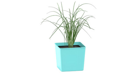 A potted plant with long green grass-like leaves in a light blue container, suitable for indoor decoration.