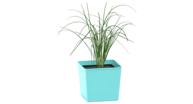 A potted plant with long green grass-like leaves in a light blue container, suitable for indoor decoration.