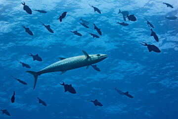 A wahoo fish swims through the clear warm waters among a school of reef fish