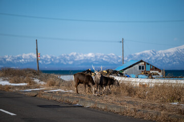 タイトル: 野付半島から望む国後島とエゾシカの群れ / A Herd of Ezo Deer with Kunashiri Island Seen from Notsuke Peninsula