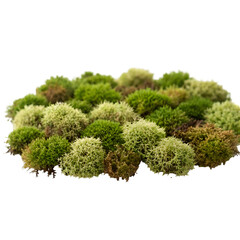 green moss isolated