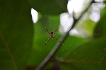 spider on a web