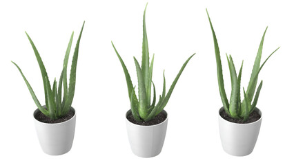Three potted aloe vera plants with long green leaves, showcasing a natural and decorative indoor plant arrangement.