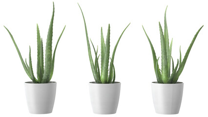 Three potted aloe vera plants with tall, green leaves in simple white pots, showcasing a clean and modern aesthetic.