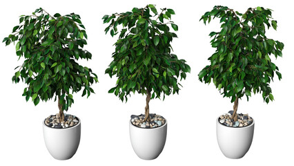 A trio of decorative potted plants with lush green leaves, ideal for enhancing indoor spaces.