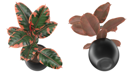 Two decorative potted plants with vibrant green and pink leaves, showcasing a modern aesthetic.