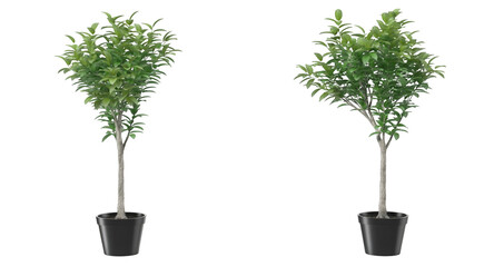 Two potted trees with lush green foliage, showcasing a natural and vibrant environment.